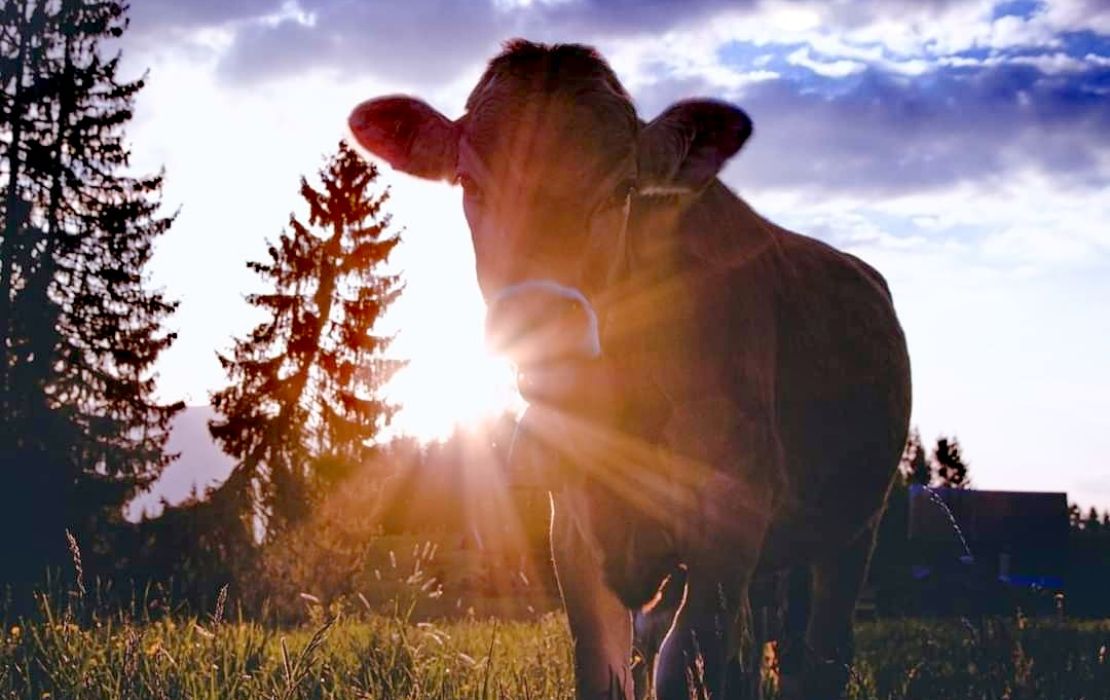 Kuh mit Sonne